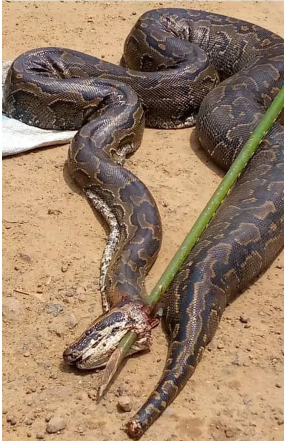 Mysterious python killed in the house
