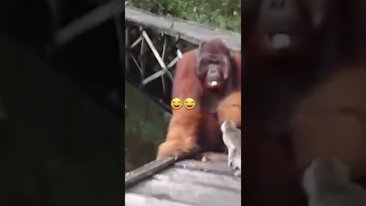 Monkey steals a banana from Gorilla’s Mouth [viral video]