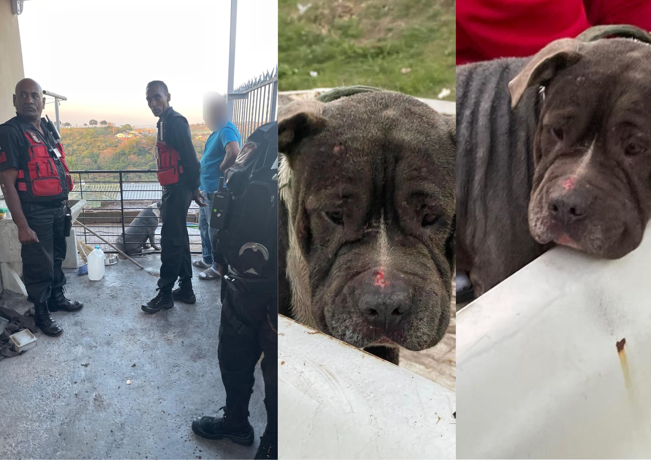 Pitbull thwacked by spades for attacking another dog