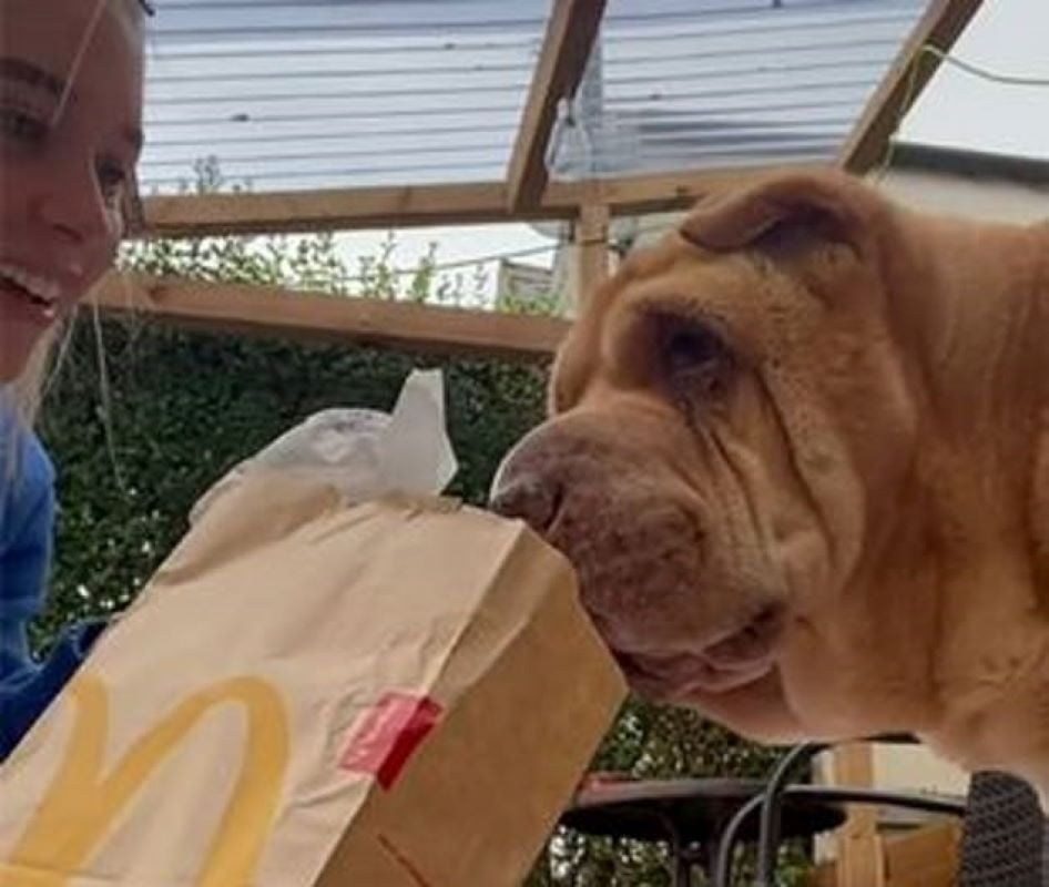 TikTok video of Baxter’s last meal goes viral [watch]